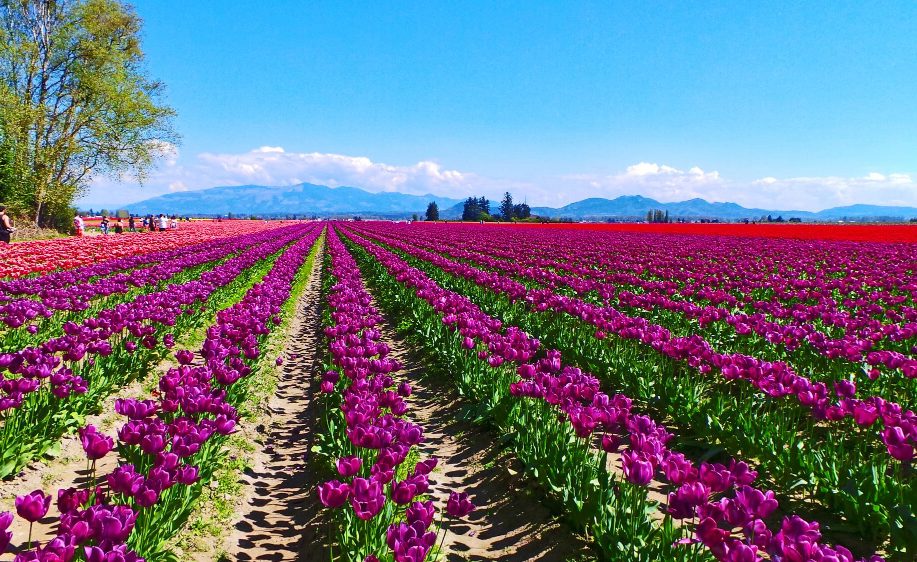 Contemplar la floración