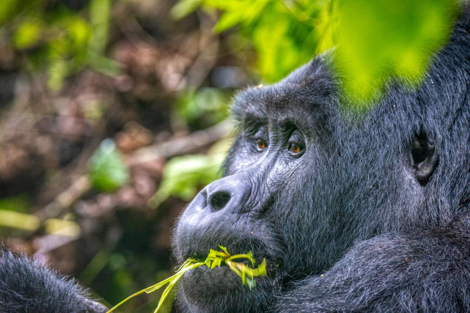 Uganda o Ruanda para ver gorilas